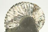 Iridescent Ammonite (Deshayesites) Fossil - Russia #207458-3